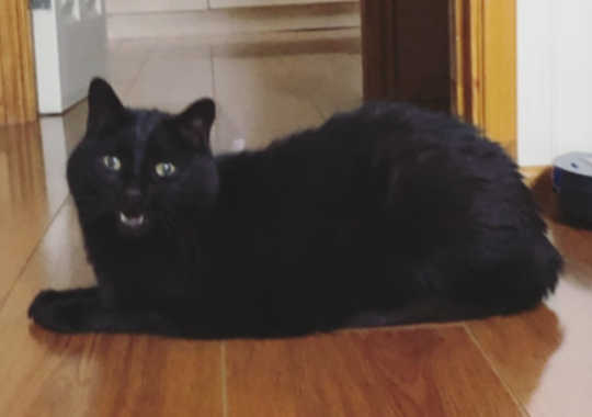Yusha, our black cat